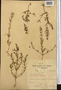 Soda inermis (Moench) Fourr., Middle Asia, Northern & Central Kazakhstan (M10) (Kazakhstan)