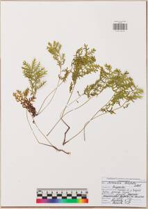 Artemisia latifolia Ledeb., Eastern Europe, Central region (E4) (Russia)