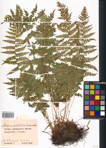 Pseudathyrium alpestre subsp. alpestre, Eastern Europe, West Ukrainian region (E13) (Ukraine)