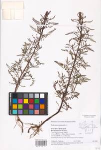 MHA 0 162 271, Pedicularis palustris L., Eastern Europe, Central region (E4) (Russia)