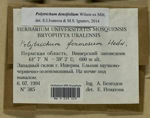 Polytrichum densifolium Wilson ex Mitt., Bryophytes, Bryophytes - Permsky Krai, Udmurt Republic, Sverdlovsk & Kirov Oblasts (B8) (Russia)