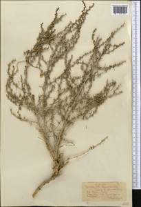 Halothamnus, Middle Asia, Syr-Darian deserts & Kyzylkum (M7) (Uzbekistan)