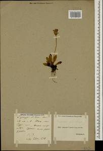 Pilosella officinarum Vaill., Caucasus, Georgia (K4) (Georgia)
