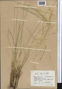 Stipa pennata L., Middle Asia, Northern & Central Kazakhstan (M10) (Kazakhstan)