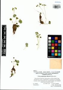 Chrysosplenium albertii Malyschev, Siberia, Baikal & Transbaikal region (S4) (Russia)