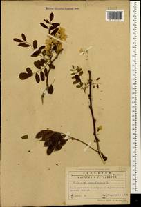 Robinia pseudoacacia L., Caucasus, Azerbaijan (K6) (Azerbaijan)