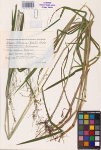 Glyceria lithuanica (Gorski) Gorski, Eastern Europe, Western region (E3) (Russia)