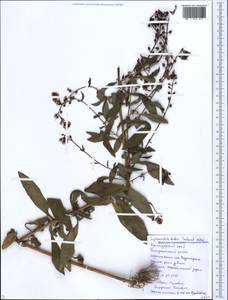 Lysimachia dubia Aiton, Caucasus, Black Sea Shore (from Novorossiysk to Adler) (K3) (Russia)