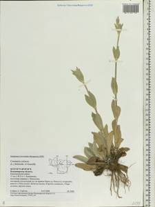 Silene coronaria (L.) Clairv., Eastern Europe, Central region (E4) (Russia)