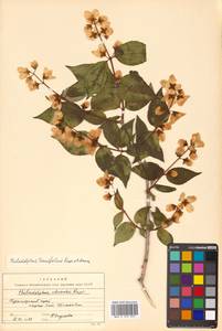 Philadelphus tenuifolius Rupr. & Maxim., Siberia, Russian Far East (S6) (Russia)