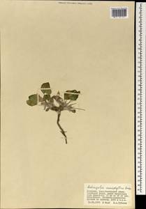Astragalus monophyllus Bunge ex Maxim, Mongolia (MONG) (Mongolia)