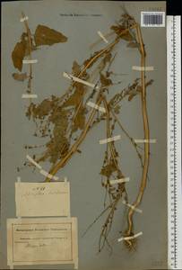 Atriplex hortensis L., Eastern Europe, South Ukrainian region (E12) (Ukraine)