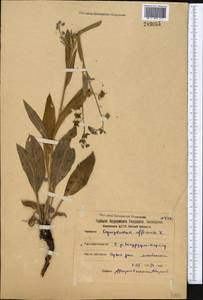 Cynoglossum officinale L., Middle Asia, Northern & Central Kazakhstan (M10) (Kazakhstan)