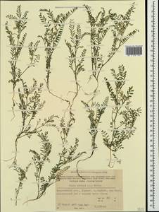 Vicia ervilia (L.)Willd., Crimea (KRYM) (Russia)