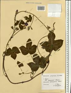 Ipomoea purpurea (L.) Roth, Eastern Europe, Central region (E4) (Russia)