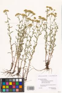 Achillea ×submicrantha Tzvelev, Eastern Europe, Central forest-and-steppe region (E6) (Russia)
