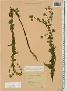 Pulicaria dysenterica (L.) Bernh., Caucasus, Armenia (K5) (Armenia)