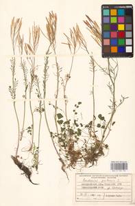 Cardamine pratensis L., Eastern Europe, West Ukrainian region (E13) (Ukraine)