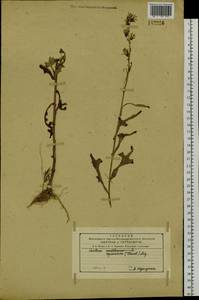 Lactuca indica L., Siberia, Russian Far East (S6) (Russia)