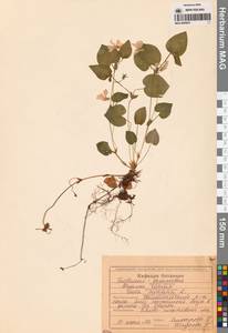 Viola elatior Fr., Siberia, Russian Far East (S6) (Russia)