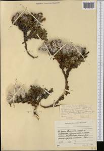 Salix berberifolia Pall., Siberia, Yakutia (S5) (Russia)