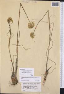 Allium petraeum Kar. & Kir., Middle Asia, Northern & Central Tian Shan (M4) (Kyrgyzstan)