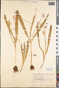 Scilla siberica Andrews, Eastern Europe, North Ukrainian region (E11) (Ukraine)