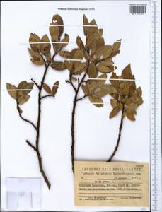 Salix glauca L., Siberia, Western (Kazakhstan) Altai Mountains (S2a) (Kazakhstan)