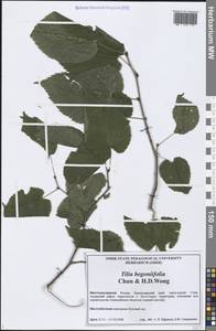 Tilia croizatii Chun & H. D. Wong, Caucasus, Black Sea Shore (from Novorossiysk to Adler) (K3) (Russia)