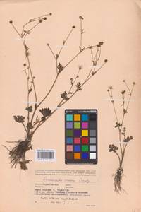 Ranunculus sardous Crantz, Eastern Europe, North Ukrainian region (E11) (Ukraine)