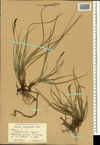 Carex flacca subsp. erythrostachys (Hoppe) Holub, Crimea (KRYM) (Russia)