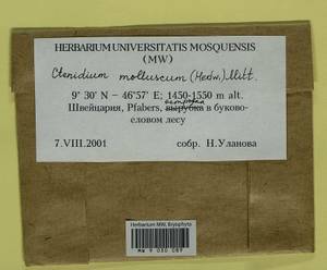Ctenidium molluscum (Hedw.) Mitt., Bryophytes, Bryophytes - Western Europe (BEu) (Switzerland)