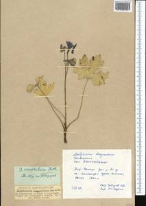 Delphinium oreophilum Huth, Middle Asia, Pamir & Pamiro-Alai (M2) (Tajikistan)