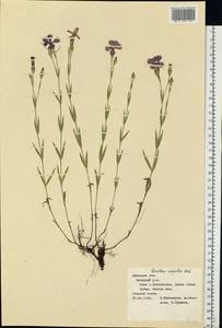 Dianthus campestris M. Bieb., Eastern Europe, Central forest-and-steppe region (E6) (Russia)