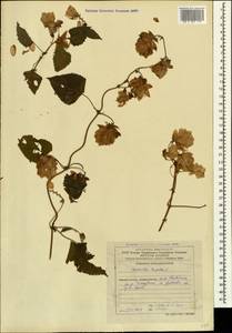 Humulus lupulus L., Caucasus, Azerbaijan (K6) (Azerbaijan)