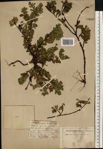 Arctostaphylos uva-ursi (L.) Spreng., Eastern Europe, North-Western region (E2) (Russia)