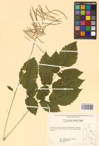 Aruncus dioicus (Walter) Fernald, Siberia, Russian Far East (S6) (Russia)