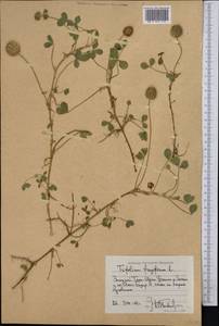 Trifolium fragiferum L., Middle Asia, Western Tian Shan & Karatau (M3) (Kyrgyzstan)