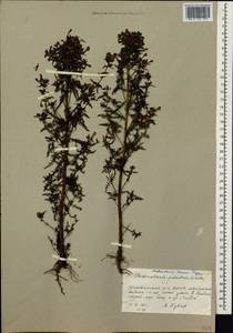 Pedicularis palustris subsp. karoi (Freyn) Tsoong, Siberia, Yakutia (S5) (Russia)