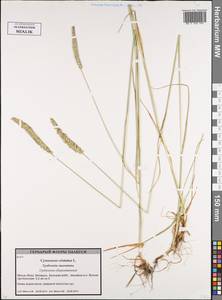 Cynosurus cristatus L., Eastern Europe, Belarus (E3a) (Belarus)