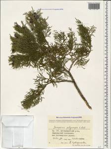 Juniperus excelsa subsp. polycarpos (K. Koch) Takht., Caucasus, Georgia (K4) (Georgia)