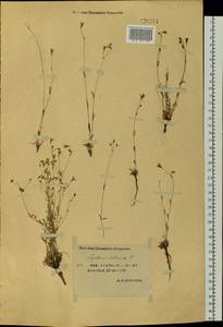 Silene orientalimongolica Kozhevn., Siberia, Yakutia (S5) (Russia)