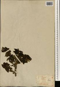 Juglans ailanthifolia Carrière, South Asia, South Asia (Asia outside ex-Soviet states and Mongolia) (ASIA) (Japan)