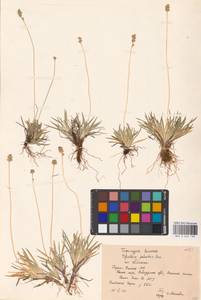 Tofieldia pusilla (Michx.) Pers., Eastern Europe, Northern region (E1) (Russia)