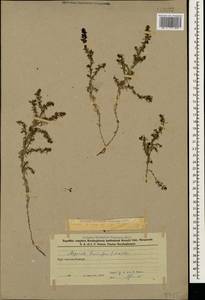 Galium humifusum M.Bieb., Caucasus, Azerbaijan (K6) (Azerbaijan)
