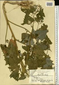 Atriplex sagittata Borkh., Eastern Europe, Central region (E4) (Russia)
