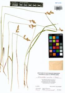 Anthoxanthum nitens (Weber) Y.Schouten & Veldkamp, Siberia, Yakutia (S5) (Russia)