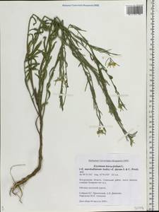 Erysimum odoratum Ehrh., Eastern Europe, Central forest region (E5) (Russia)
