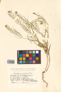 Dontostemon dentatus (Bunge) C. A. Mey. ex Ledeb., Siberia, Russian Far East (S6) (Russia)