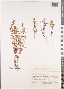 Galium boreale L., Siberia, Chukotka & Kamchatka (S7) (Russia)